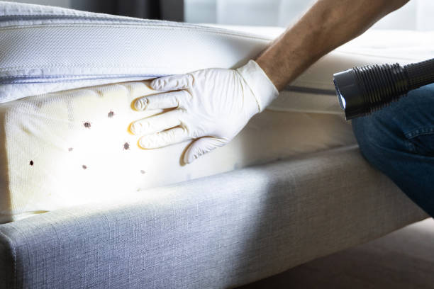 Best Local Pest Control Services  in Urania, LA